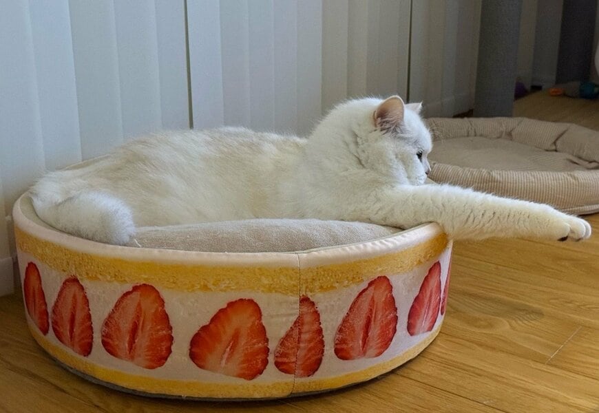 出所：@momosuikitty