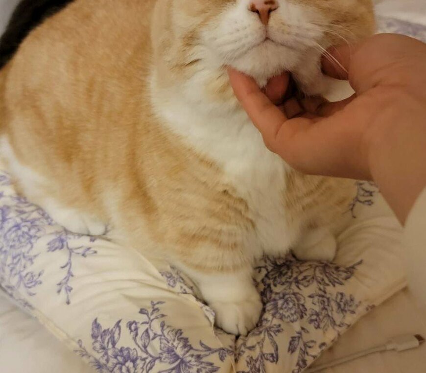 出所：@nekotansoku