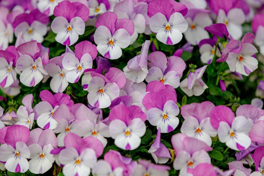 Wut_Moppie/shutterstock.com