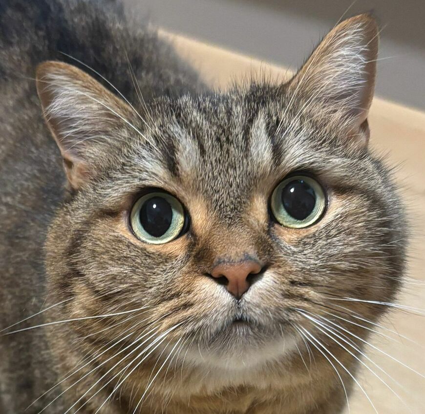 出所：@donguri_manchi