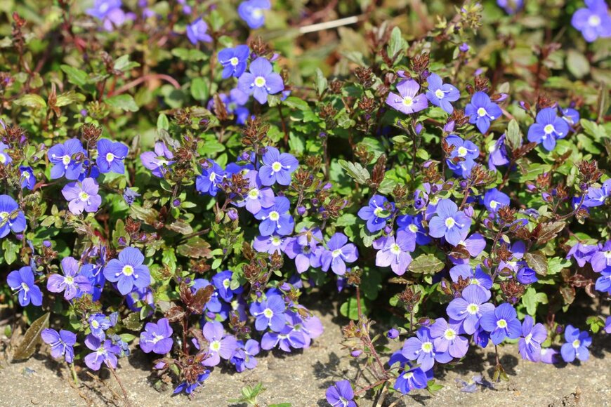 Maria Papworth/shutterstock.com