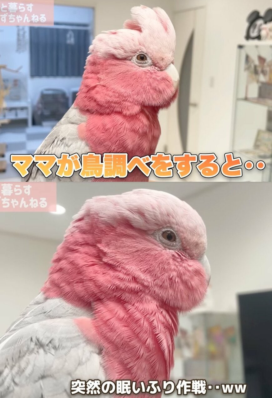 出所：@anz_omomiri