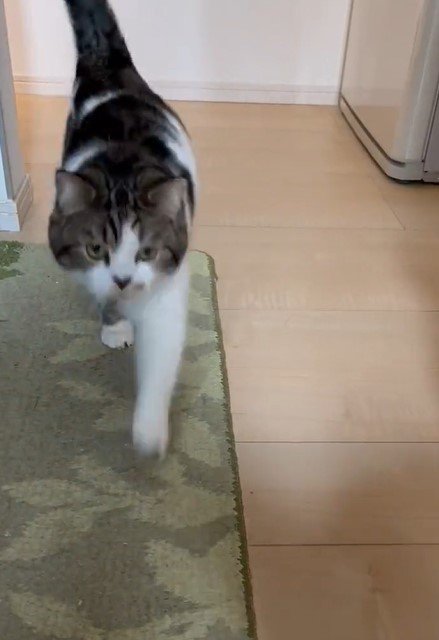 出所：@torotolo106106