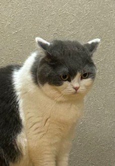 出所：@brimochi222