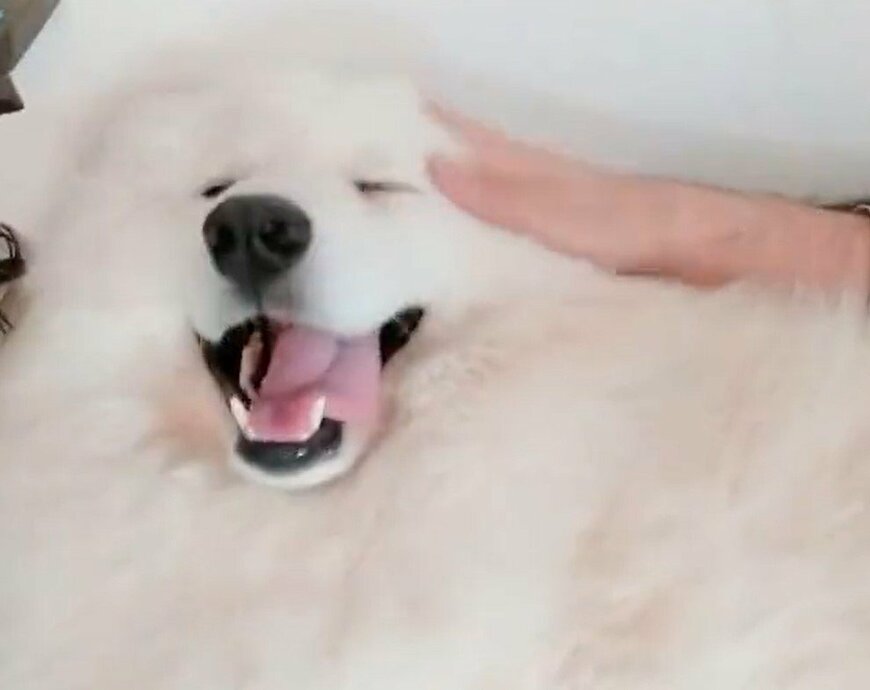 出所：@samoedsoran