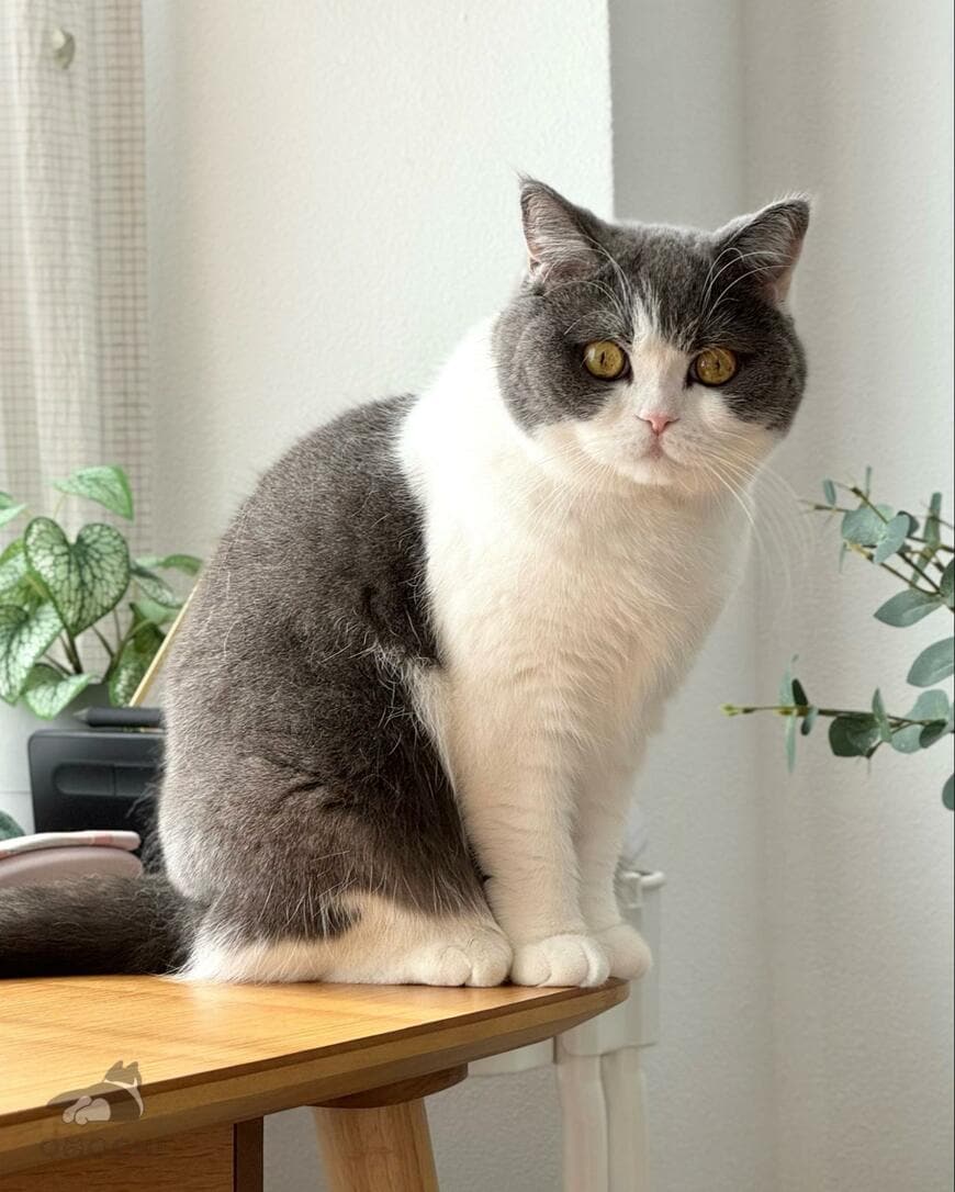 出所：@omochiomoching