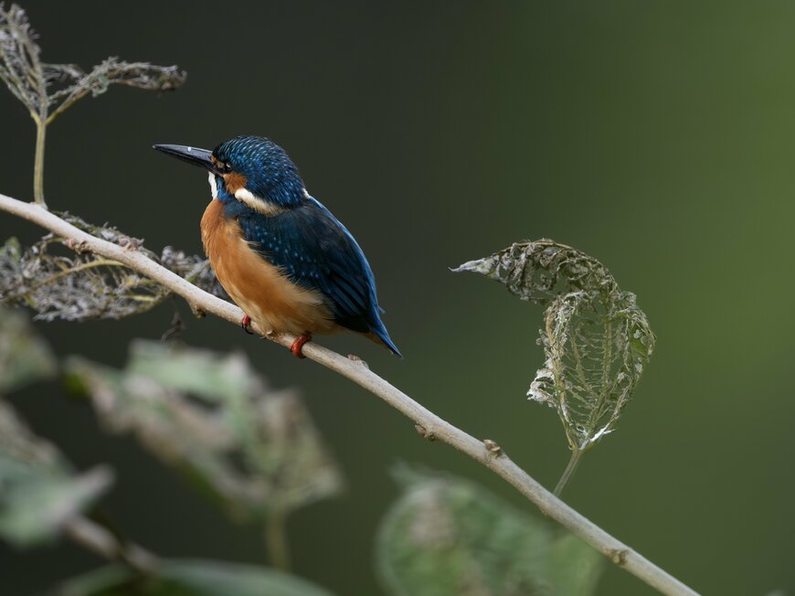 出所：@ride_and_photo