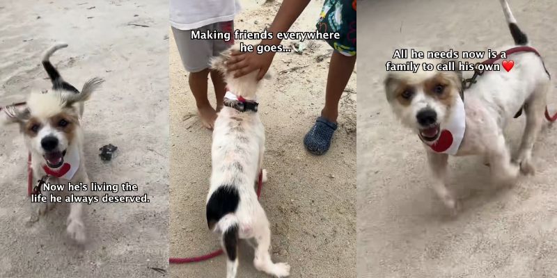 出所：<u><a href="https://www.tiktok.com/@happydoggoniall/video/7671902910711729428" target="_blank">@happydoggoniall</a></u>