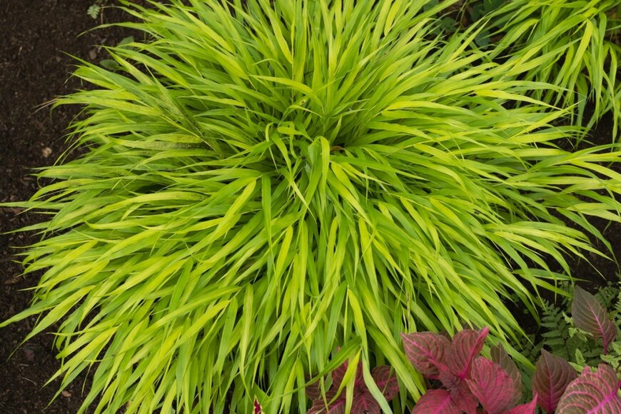 黄緑色の細い葉をふんわりと広げている、フウチソウ