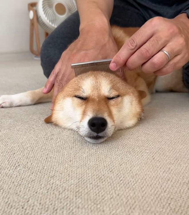 ブラッシングされる犬