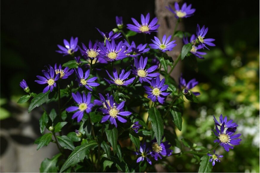 ミヤコワスレの花が咲いている。花びらの色は濃い紫、中央部は黄色。