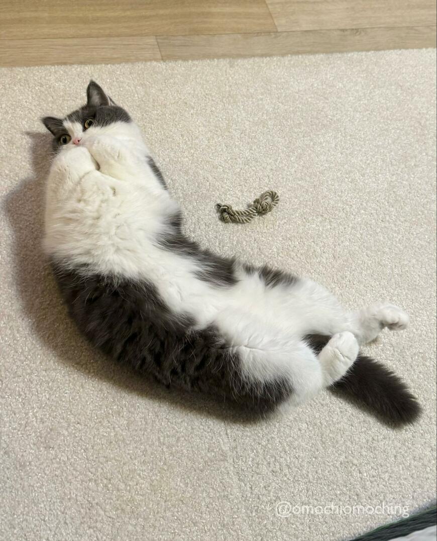 逆ないないの手をする猫