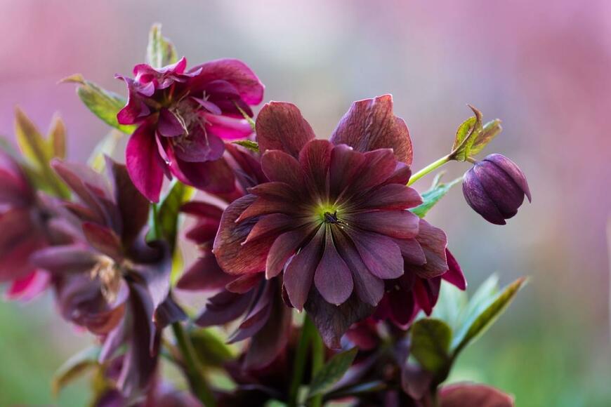 クリスマスローズの花がこちらを向いてい咲いている。色はバーガンディレッドで八重咲き。