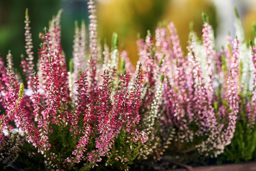 ピンクや白の花を咲かせている、カルーナ