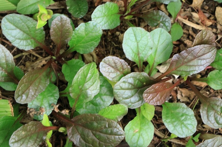 緑の葉と銅葉が混ざった、アジュガ