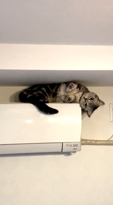 エアコンの上の猫