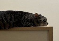 毛虫のような猫