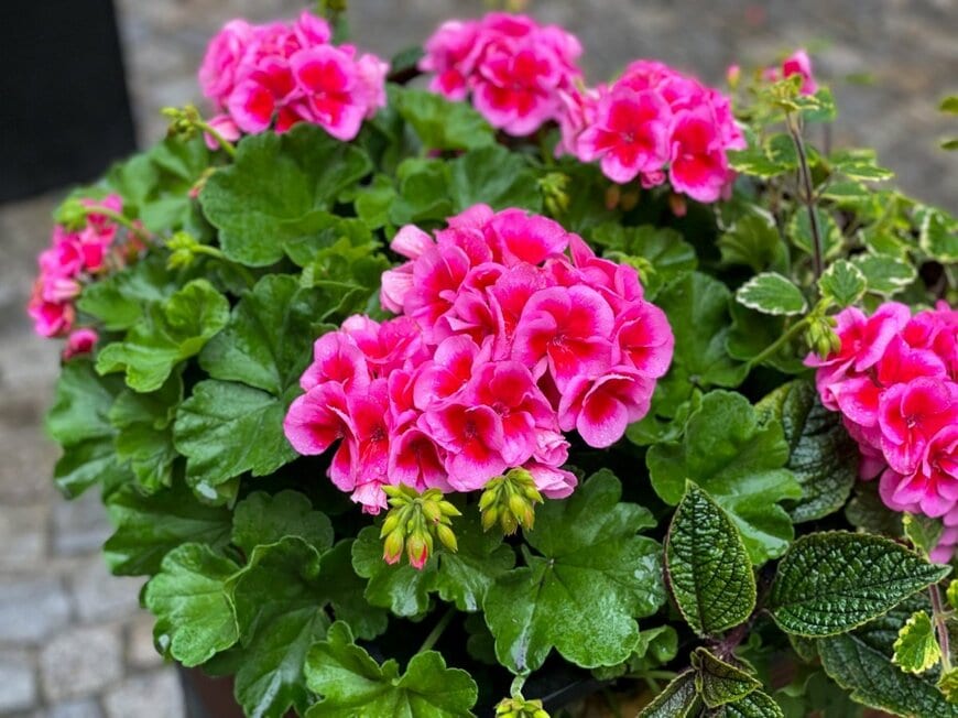 濃いピンクの花を咲かせている、ゼラニウム