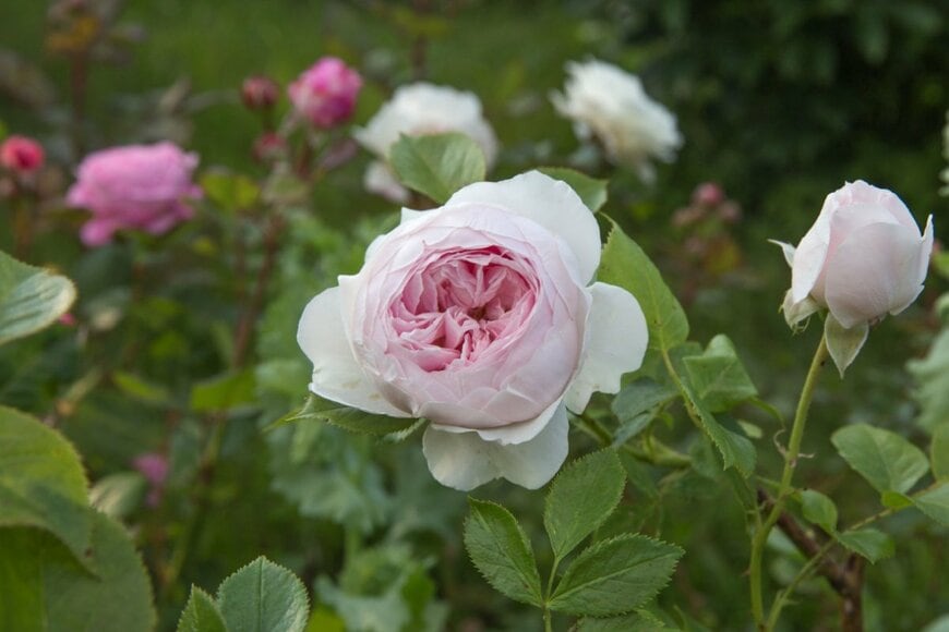 淡いピンクの花を咲かせている、クリスティアーナ