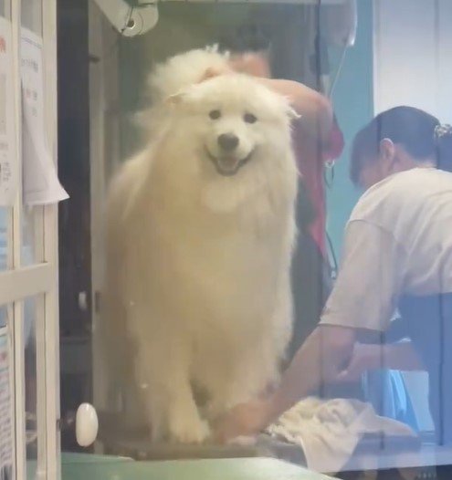 ドライヤーをかけてもらっている犬