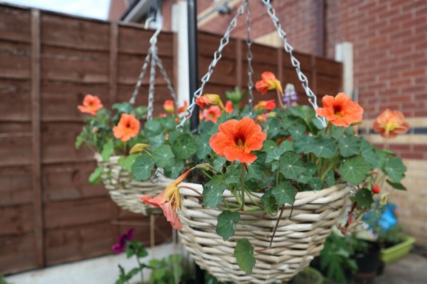 ハンギングバスケットに植えられたオレンジの花のナスタチウム