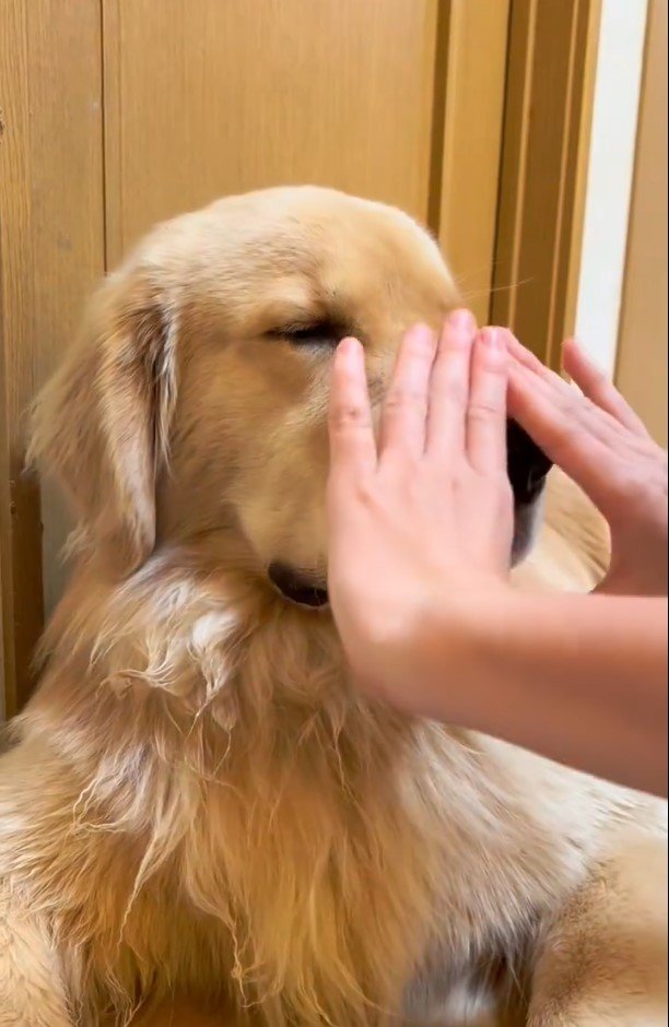 ゴールデンレトリバーと飼い主さん