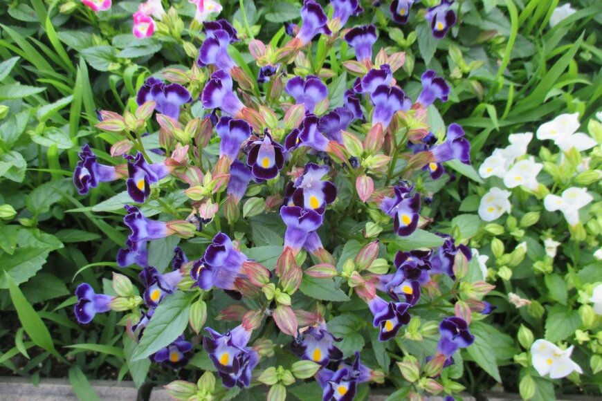 トレニアの花が咲いている。色は紫