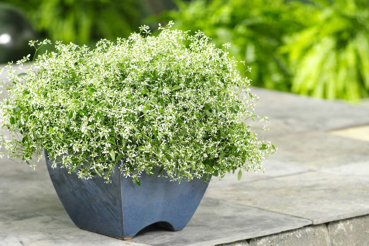 たった3苗」で完成！〈初夏の寄せ植え〉で玄関先に涼感をプラス。暑さ