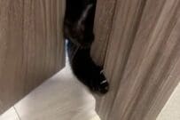 「絶対に入りたい」ドアの隙間に体をねじ込む猫ちゃん　「猫は液体」を体現するスタイルに反響