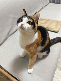 「愛らしい見た目の美人猫」が寝ていると思ったら→寝ていたことを感じさせない行動に癒される人続出