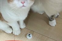 飲み物の蓋をなくしたと思ったら…猫さん達の複雑な表情に和む