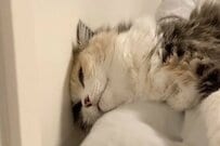 自宅の「ある場所」が大好きな猫ちゃん　うっとりする様子がかわいすぎる…