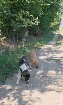 「カルディツァの動物たちを見守る、いつもと変わらない一日」路上の犬や猫に食事を届ける投稿に「まさにヒーロー」の声