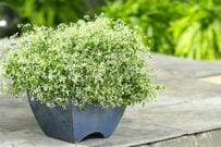 「たった3苗」で完成！〈初夏の寄せ植え〉で玄関先に涼感をプラス。暑さにも強く半日陰でもOKな花の組み合わせ。華やか＆センス良し