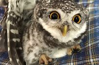 【記念日を迎えたフクロウ】これからも元気で…愛情あふれる飼い主さんの思いに感動