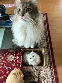 仕事初めに向かう飼い主　猫達の反応に思わず辛くなる…「今日は何して遊ぶニャ？」