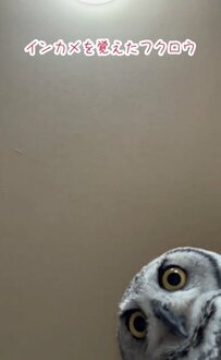 【インカメを覚えたフクロウ】自分が映るカメラに興味津々な様子に思わずほっこり