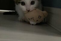 歓喜の声続出　ぱっつん前髪な保護子猫さんの「鬼ギレ」がすごい