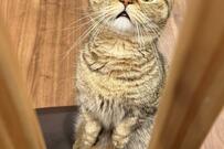 見つかってしまった猫さん「火曜サスペンス風」の表情にホッコリ