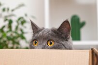 「決定的瞬間でわろた」猫の美しすぎる飛び込みフォームに5.8万いいね　「二度寝終了のお知らせ」