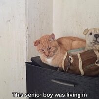 14年も劣悪な部屋で生きていた高齢猫を救出…穏やかな老後を手に入れた奇跡に「涙が出ました」の声