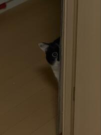 まるで「家政婦は見た」状態！？物陰から覗く猫ちゃんが怖くも可愛いといいねが続々！