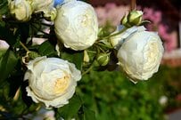 【病気に強いバラ】初心者でも育てやすい《丈夫な品種》5選で「憧れのローズガーデンづくり」