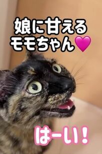 【悶絶】エンジェルボイスで甘える猫ちゃん　上目づかいの姿にもSNSユーザーがほっこり