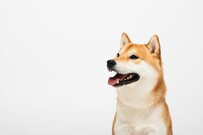 顔出しパネルを使った「柴犬」に思わず目を疑う　想像の斜め上を行く表情が話題