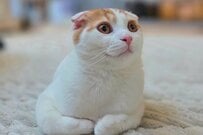 「曲がりすぎて滅」思わず二度見してしまう「猫の首の状態」に仰天　ちょっとホラーな光景が話題