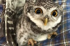 【記念日を迎えたフクロウ】これからも元気で…愛情あふれる飼い主さんの思いに感動