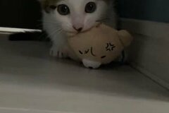 歓喜の声続出　ぱっつん前髪な保護子猫さんの「鬼ギレ」がすごい
