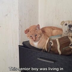 14年も劣悪な部屋で生きていた高齢猫を救出…穏やかな老後を手に入れた奇跡に「涙が出ました」の声