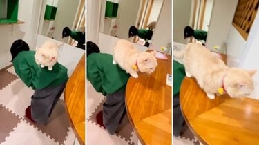 もう王様じゃん】人間を上手に使う猫に思わず二度見 まさかの光景が